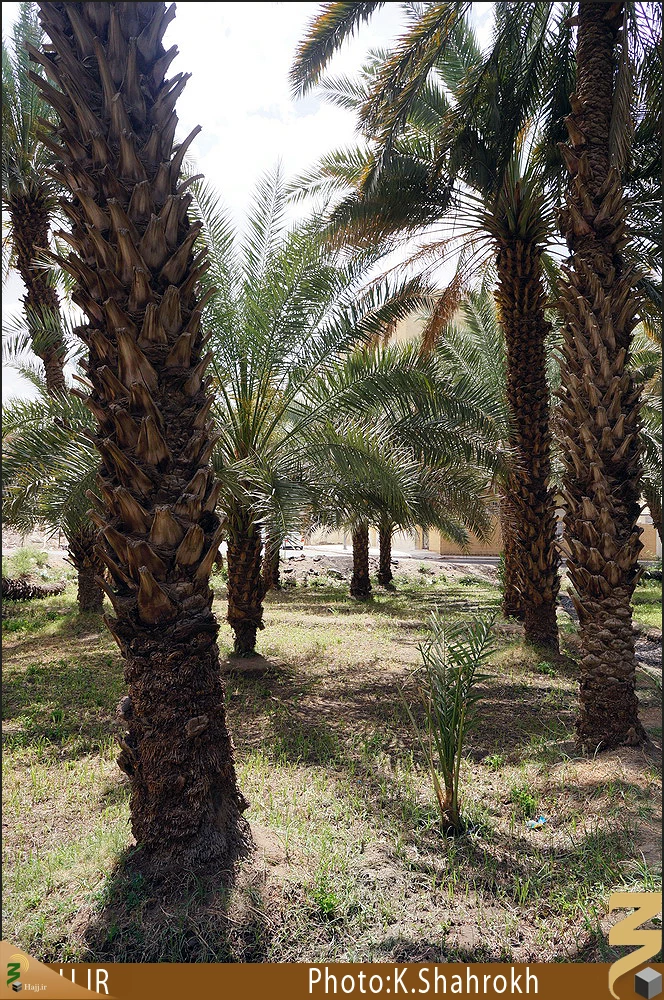 نخلستان هاي مدينه