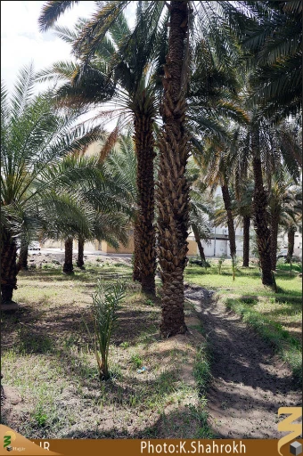 نخلستان هاي مدينه