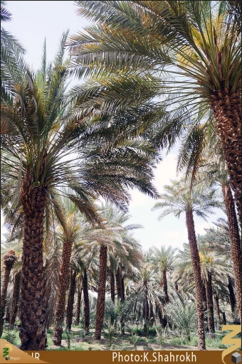 نخلستان هاي مدينه