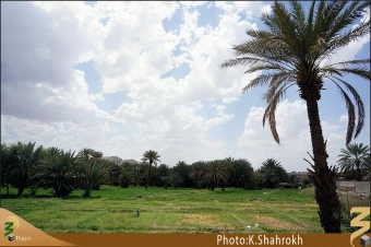 نخلستان هاي مدينه