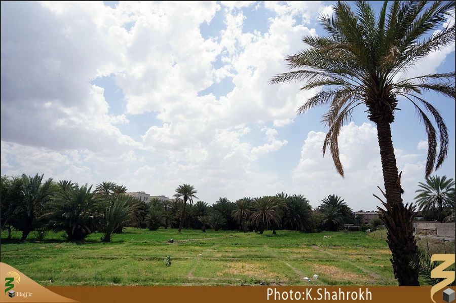 نخلستان هاي مدينه