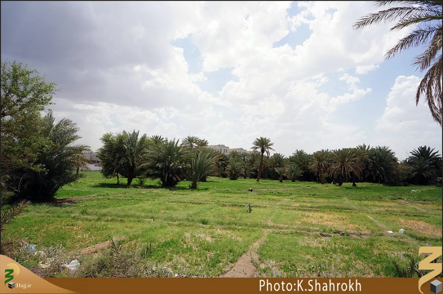 نخلستان هاي مدينه