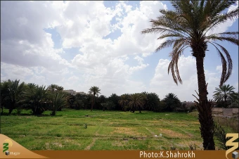 نخلستان هاي مدينه