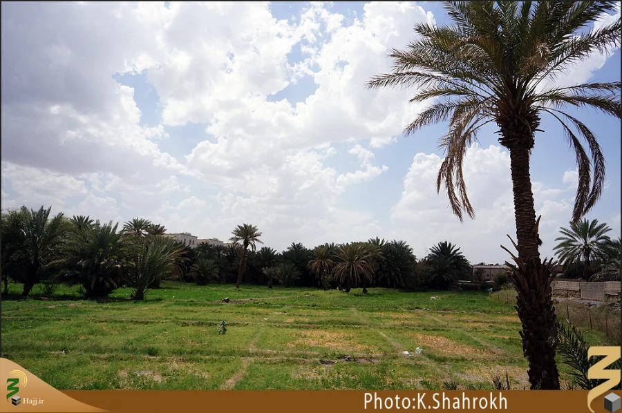 نخلستان هاي مدينه