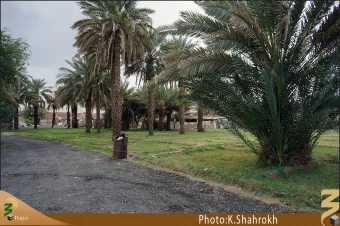 نخلستان هاي مدينه