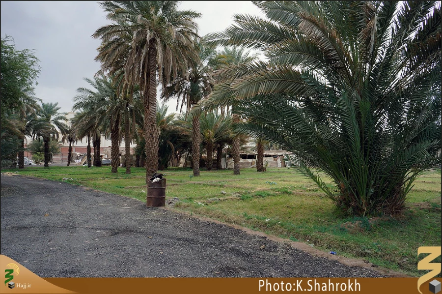 نخلستان هاي مدينه