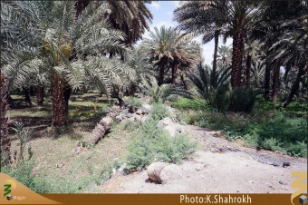 نخلستان هاي مدينه