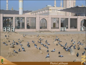 عمه هاي پيامبر و حضرت ام البنين (سلام الله عليهن)