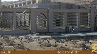 عمه هاي پيامبر و حضرت ام البنين (سلام الله عليهن)