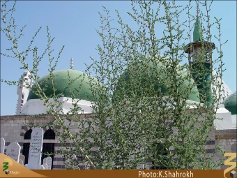 زينب صغري (ام كلثوم)