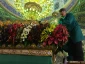 گل آرایی حرم مطهر حضرت زینب (س) + گزارش تصویری 4