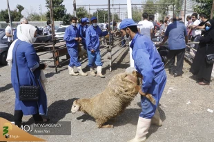 عرضه بهداشتی دام در روز عید قربان 5