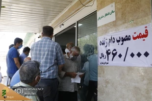عرضه بهداشتی دام در روز عید قربان 6