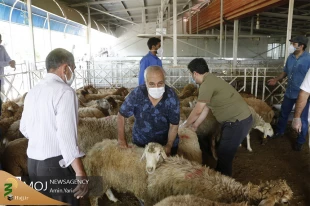 عرضه بهداشتی دام در روز عید قربان 8