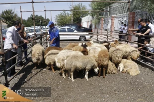 عرضه بهداشتی دام در روز عید قربان 9