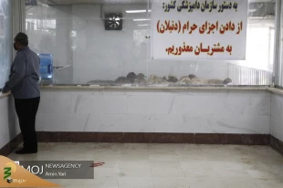 عرضه بهداشتی دام در روز عید قربان 10