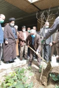 درختکاری 3