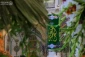 تزیین صحن مطهر علوی(ع) به مناسبت ولادت حضرت امام حسن مجتبی(ع) 5