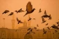 طوفان گرد و غبار در عتبات عالیات 2