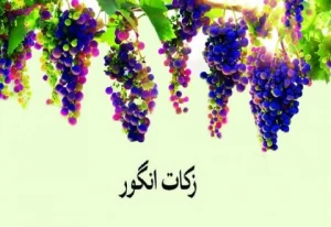 احکام شرعی | زکات انگور