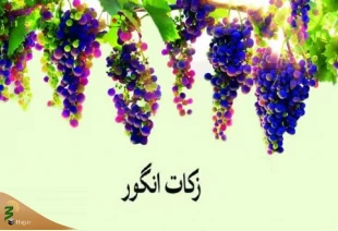 احکام شرعی | زکات انگور 2
