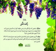 احکام شرعی | زکات انگور 3