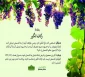 احکام شرعی | زکات انگور 3