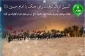 روایتگری مصور وقایع عاشورا در خیمه‌گاه حسینی علیه‌السلام 5