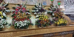 گل‌آرایی حرم حضرت سیدالشهدا(ع) و حضرت ابوالفضل(ع) به همت ستاد بازسازی عتبات عالیات اصفهان 2