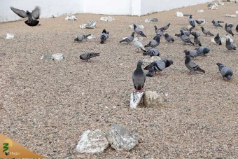 قبرستان ابوطالب 23