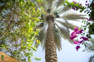 تصاویر/ توزیع خرمای نخیلات بین الحرمین کربلا 4