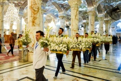 گل آرایی ضریح حضرت امیر مؤمنان علی (ع) به مناسبت میلاد پیامبر اکرم (ص)+تصاویر 2