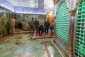 شست‌وشو و غبارروبی حرم مطهر امیر مؤمنان (ع)+عکس 4