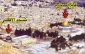 روز قدس، 

 روز همبستگى بین المللى مسلمانان را در حمایت از حقوق قانونى مردم مظلوم فلسطین 2