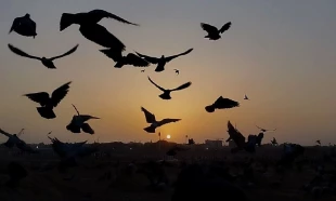 در پناه بهشت بقیع 7