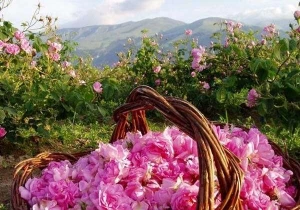تهیه گلاب قمصر برای شست و شوی کعبه +  فیلم
