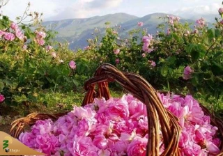 تهیه گلاب قمصر برای شست و شوی کعبه +  فیلم