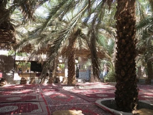 نخلستان نخاوله مدینه؛ سفر به قلب تاریخ و معنویت در دل طبیعت