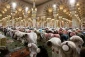 اقامه نماز تهجد در شب بیست و هفتم ماه مبارک رمضان در مسجد النبی(ص) + تصاویر 2