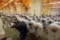 از احرام شجره تا طواف بندگی خدا 13