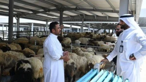 کاهش قیمت دام در عربستان سعودی پیش از عید قربان