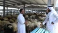 کاهش چشمگیر قیمت دام در عربستان سعودی پیش از عید قربان 2